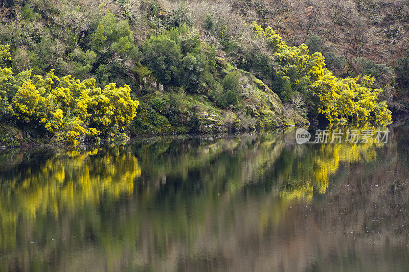 葡萄园在梯田反映，Ribeira Sacra，加利西亚，西班牙。